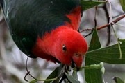 Australian King-Parrot (Alisterus scapularis)